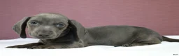 Miniature Dachshund dogs for sale: Cyan 💙 - Ad 5