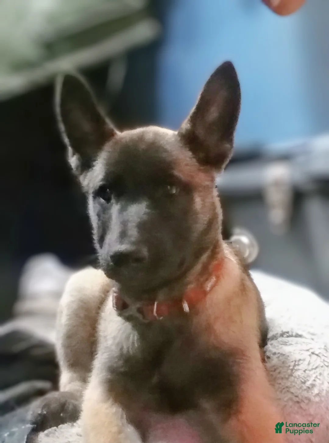 Belgian Malinois dogs for sale: Belgian Malinois Puppy 10 - Ad 1