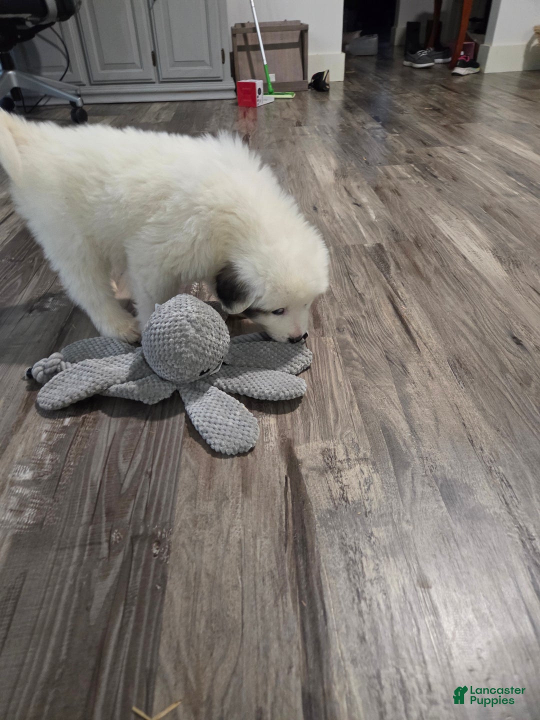 Great Pyrenees dogs for sale: Rita - Ad 7