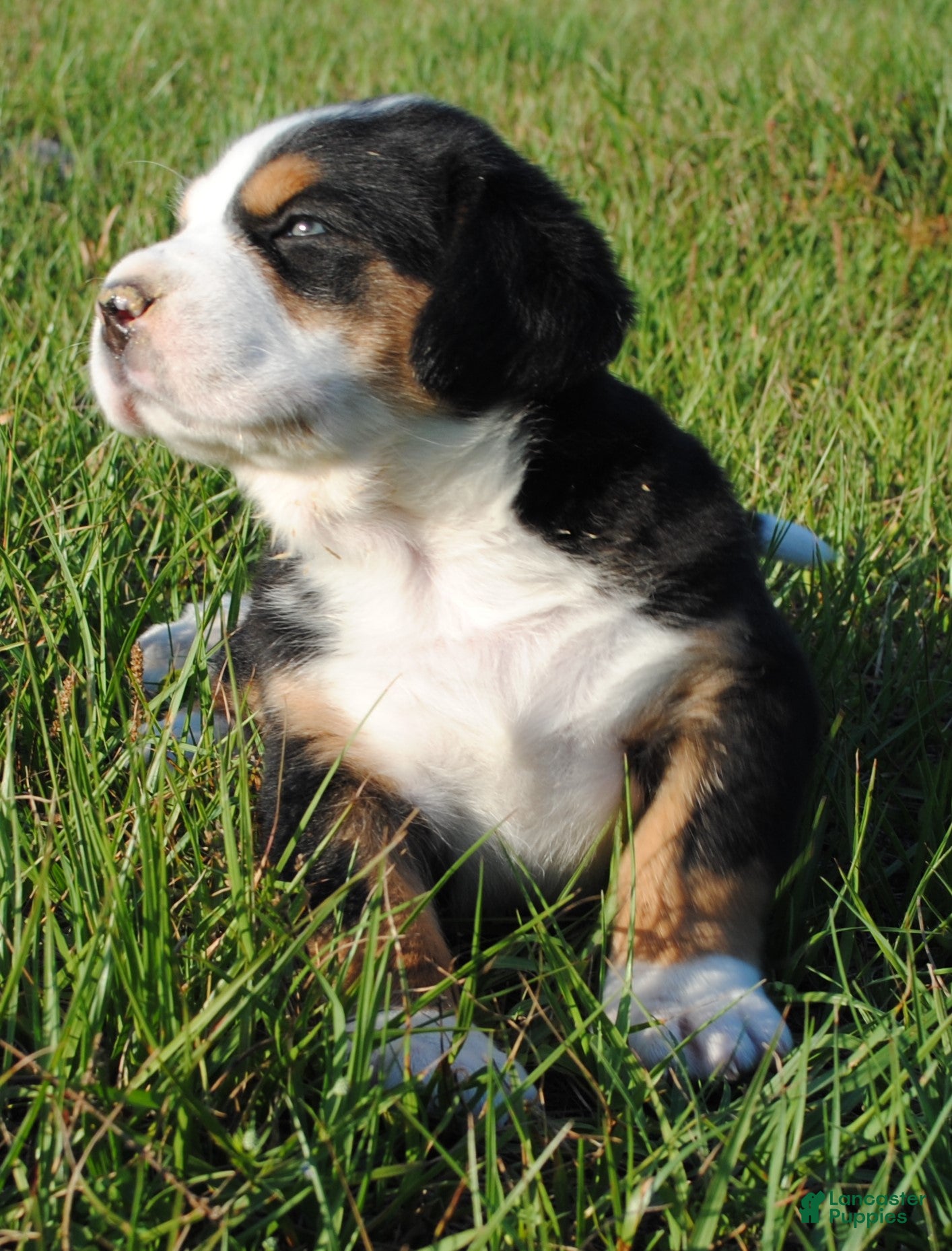 Greater Swiss Mountain Dog dogs Greater Swiss Mountain Dog Puppy Luna - Ad 2