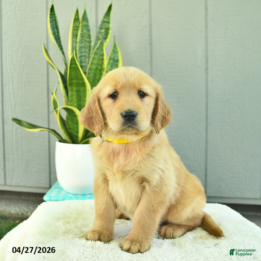 Golden Retriever dogs Honey   - Ad 1