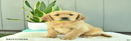 Golden Retriever dogs for sale: Honey   - Ad 1