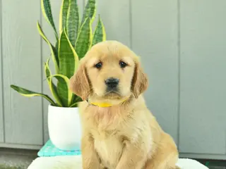Golden Retriever dogs for sale: Honey - Ad 1
