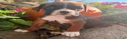 Boxer dogs for sale: Ziva Female AKC Boxer - Ad 11