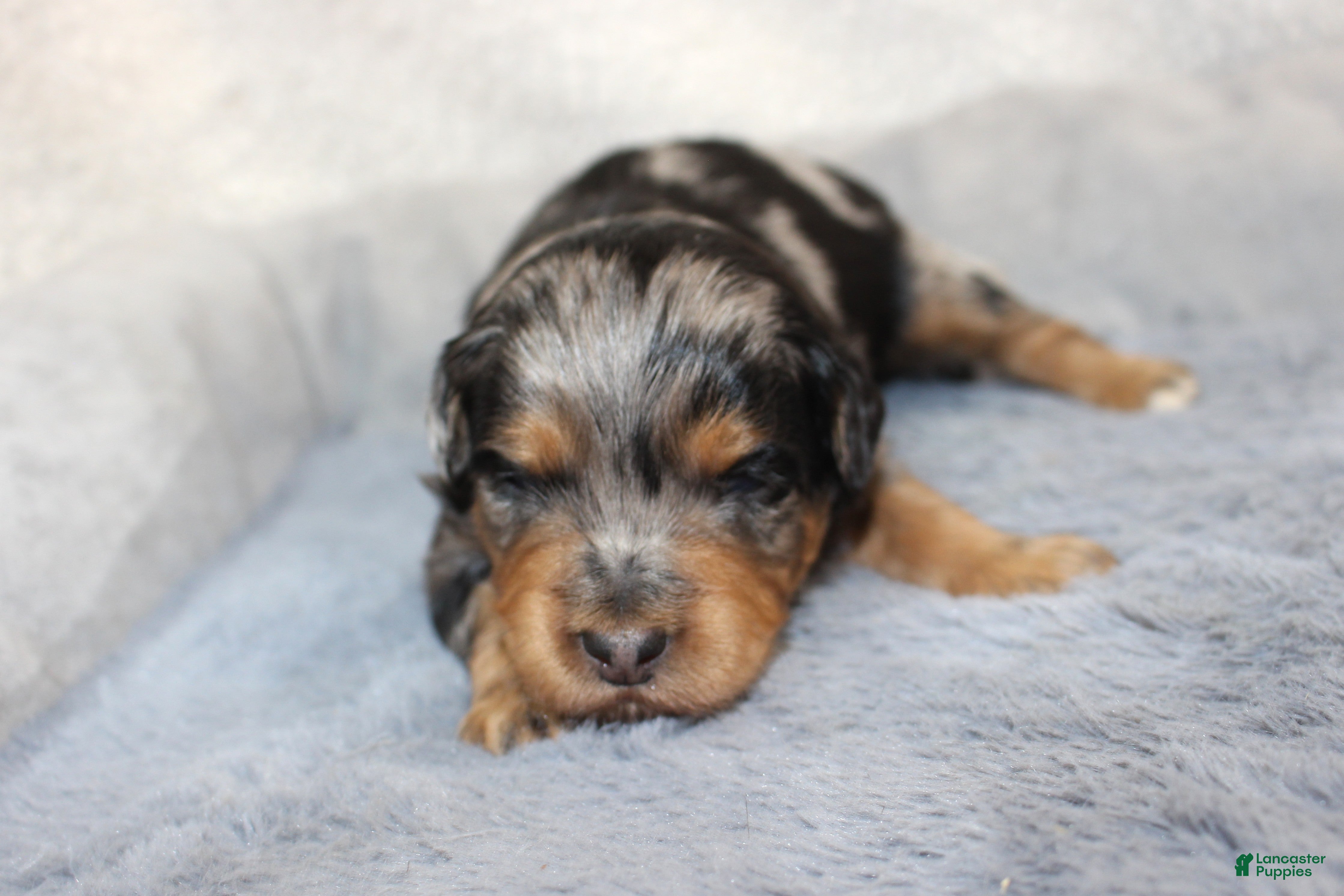 Aussiedoodle dogs Hershey - Ad 25