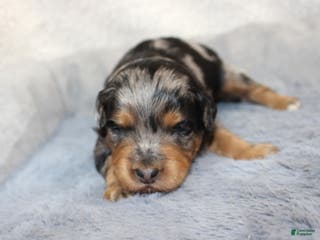 Aussiedoodle dogs Hershey - Ad 25