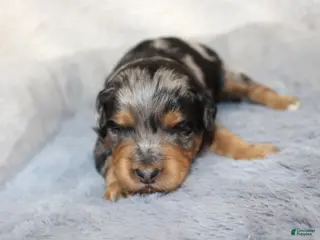 Aussiedoodle dogs Hershey - Ad 36