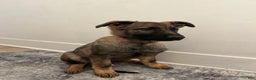 German Shepherd dogs for sale: German Shepherd Puppy 3 - Ad 3