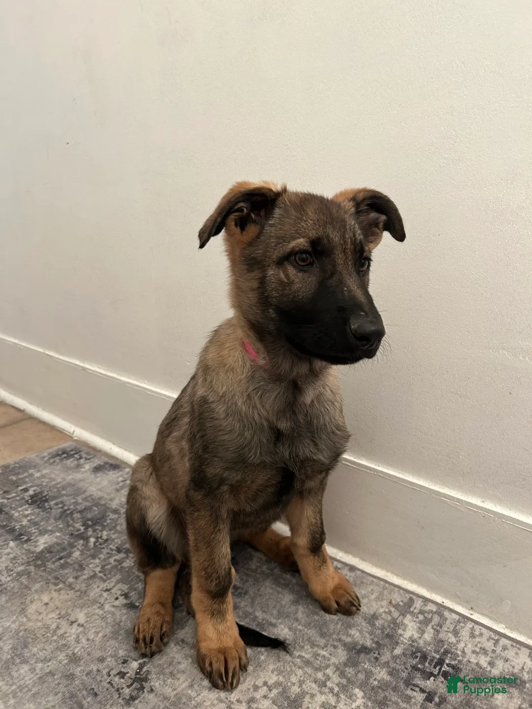 German Shepherd dogs for sale: German Shepherd Puppy 3 - Ad 3