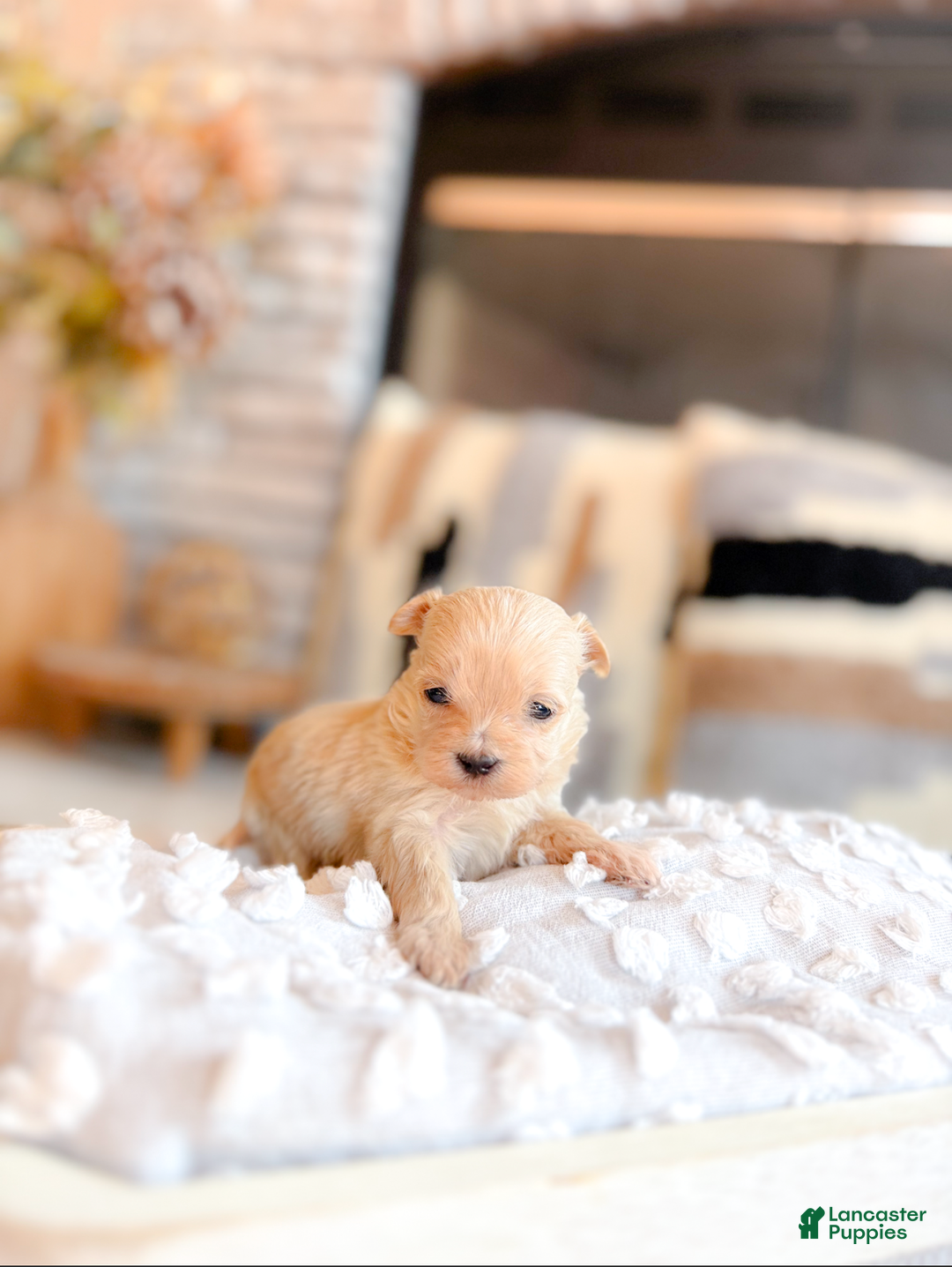 Maltipoo dogs for sale: Chase TEACUP - Ad 1