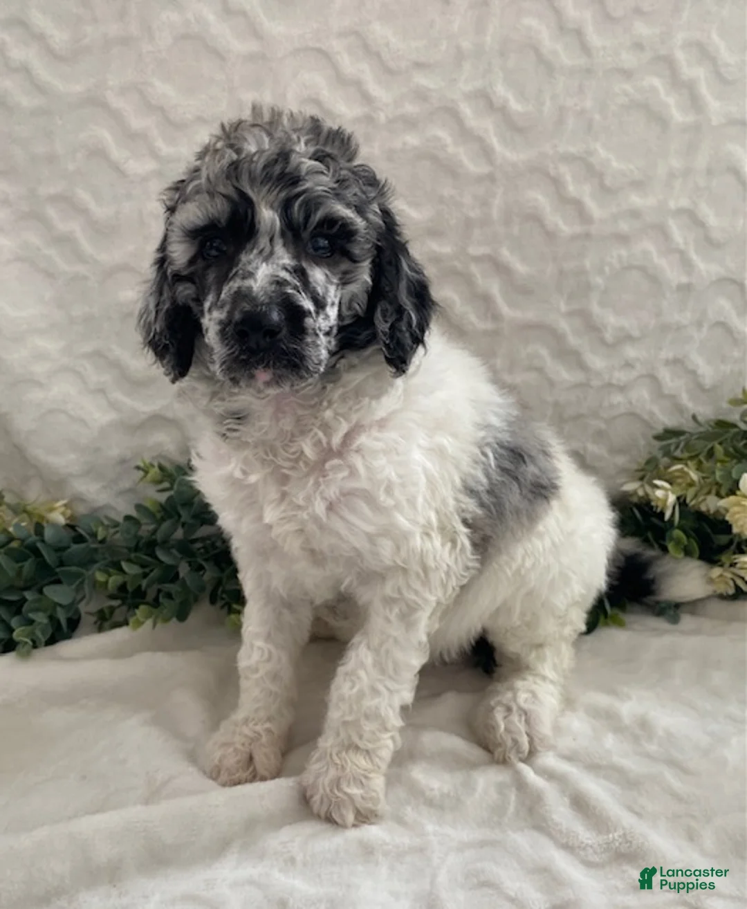 Standard Poodle dogs for sale: Kora- genetic clear - Ad 2