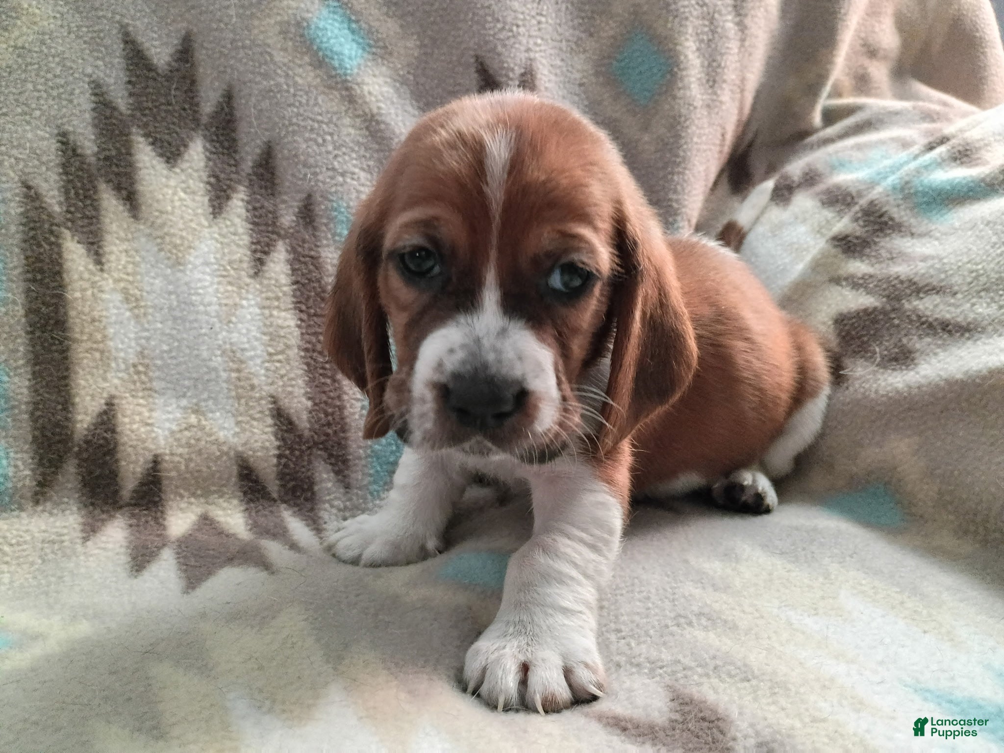 Basset Hound dogs Jimmy-red - Ad 19