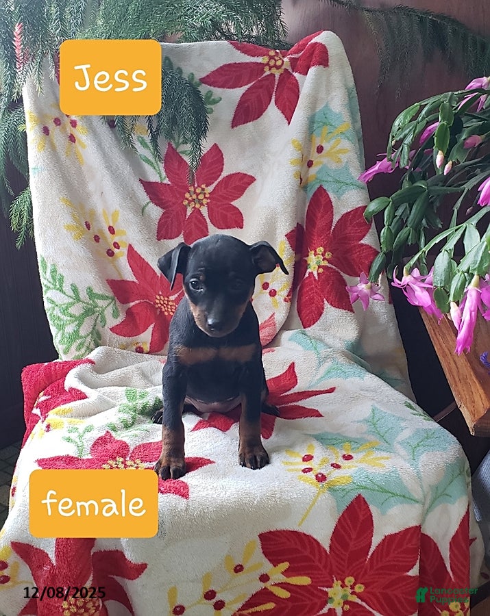 Miniature Pinscher dogs Jess - Ad 12