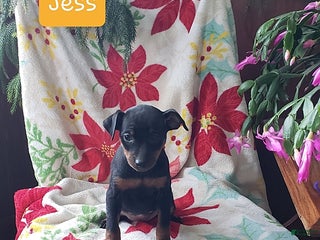 Miniature Pinscher dogs Jess - Ad 4