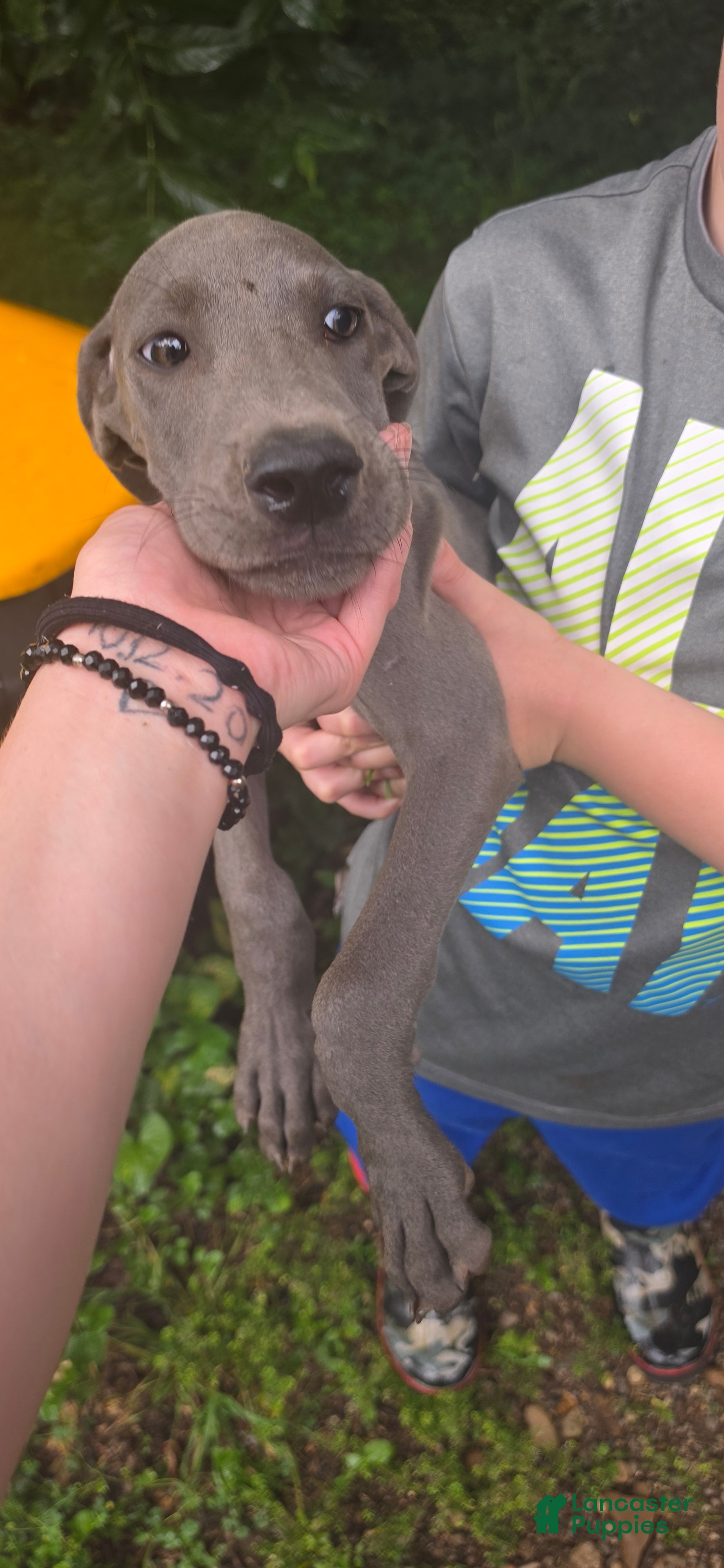 Great Dane dogs Great Dane 2 - Ad 3