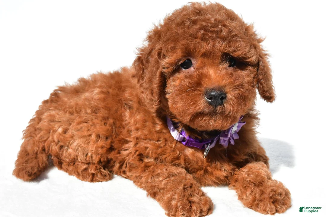 Miniature Poodle dogs for sale: Cassie - Ad 2