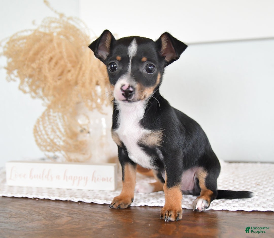 Gallery Image {{count}}