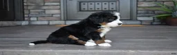Mini Bernedoodle dogs for sale: Carla - Ad 5