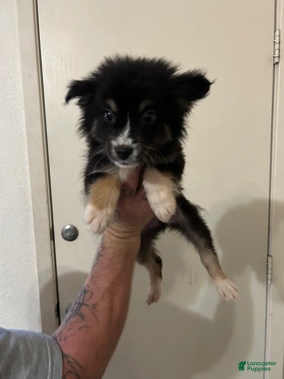 Australian Shepherd dogs for sale: Hershey - Ad 1