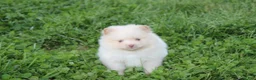 Pomeranian dogs for sale: Teddy  - Ad 9