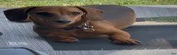 Miniature Dachshund dogs for sale: Geralt (like Gary, Gare+ ult) - Ad 5