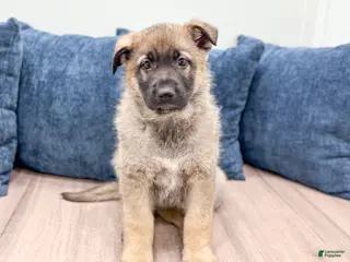 German Shepherd dogs Balto - Ad 35