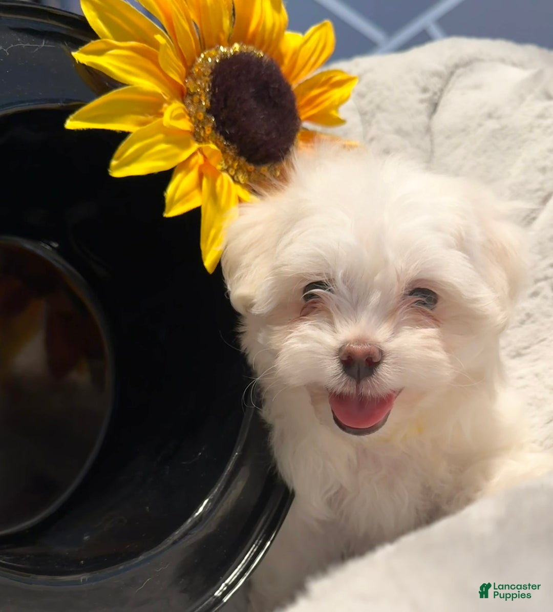 Mixed Breed dogs for sale:  Lhatese Breed “Daisy” - Ad 11