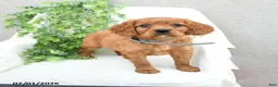 Miniature Golden Retriever dogs for sale: Sonny  - Ad 1