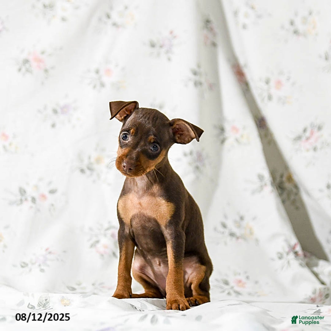 month old newborn min pin puppies Miniature Pinscher puppies for sale in Pennsylvania Lancaster