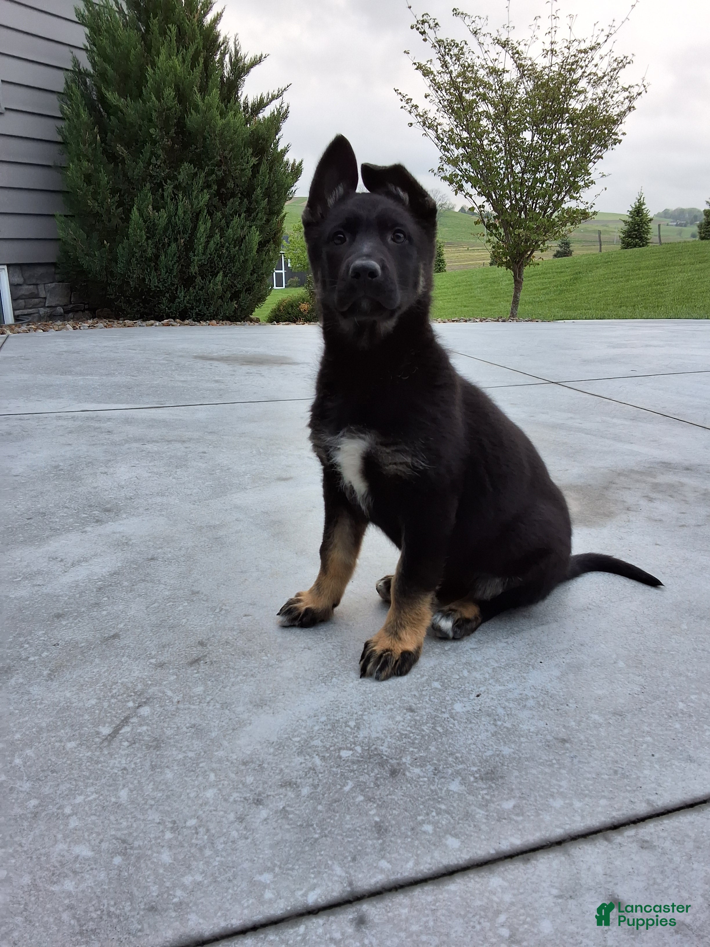 German Shepherd dogs for sale: Aria - Ad 4