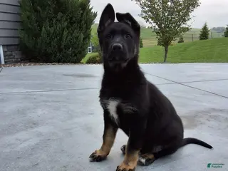 German Shepherd dogs for sale: Aria - Ad 4
