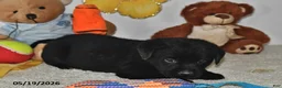 Labrador Retriever dogs for sale: Max - Ad 2