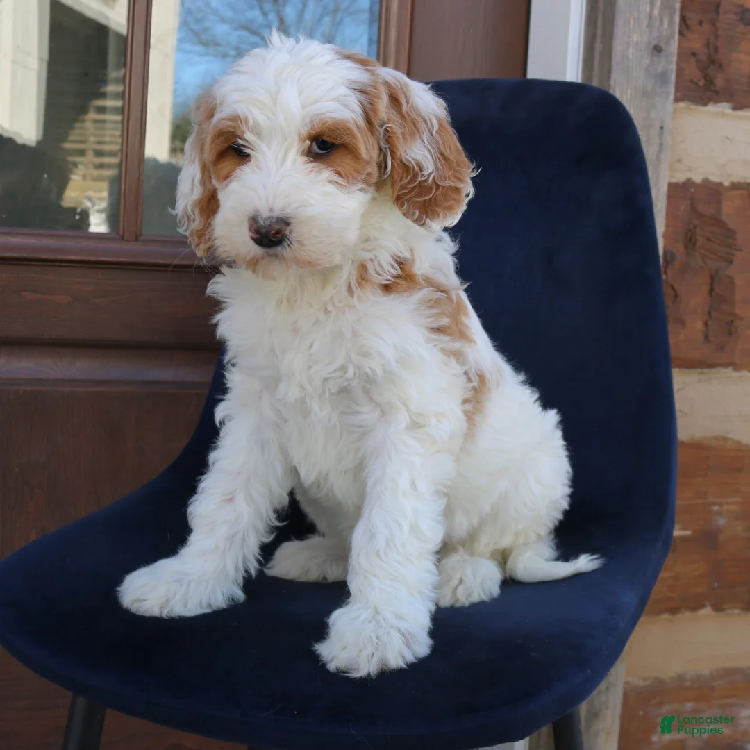 Goldendoodle dogs for sale: Polly  - Ad 2