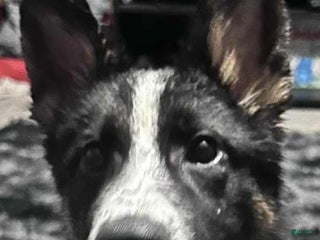 German Shepherd dogs - Ad 33