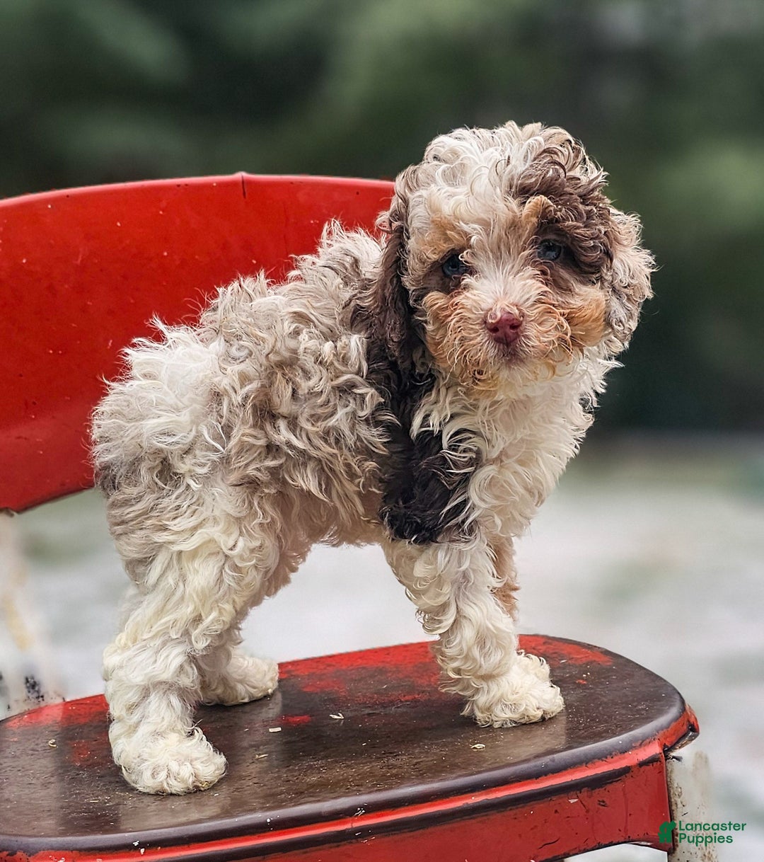 Miniature Poodle dogs for sale: Molly - Ad 2