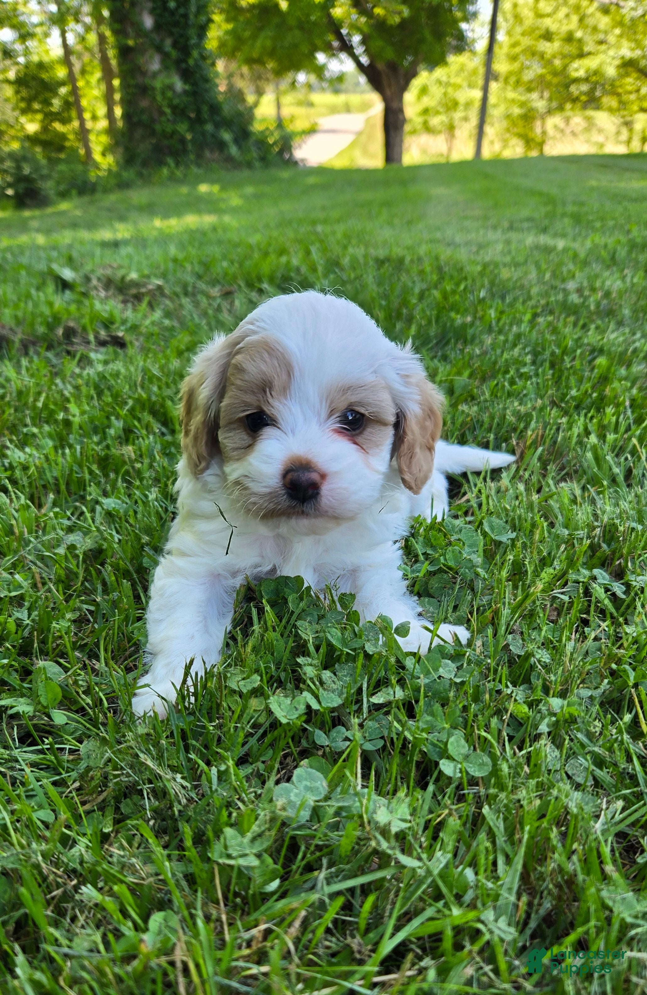 Cavapoo dogs Winston  - Ad 1