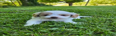 Winston 