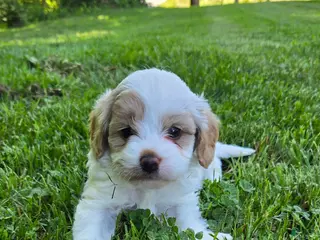 Cavapoo dogs for sale: Winston - Ad 3