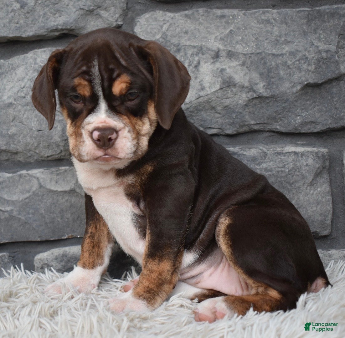 Beabull dogs Trixie  - Ad 1
