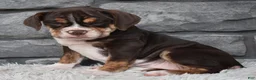Beabull dogs for sale: Trixie  - Ad 1