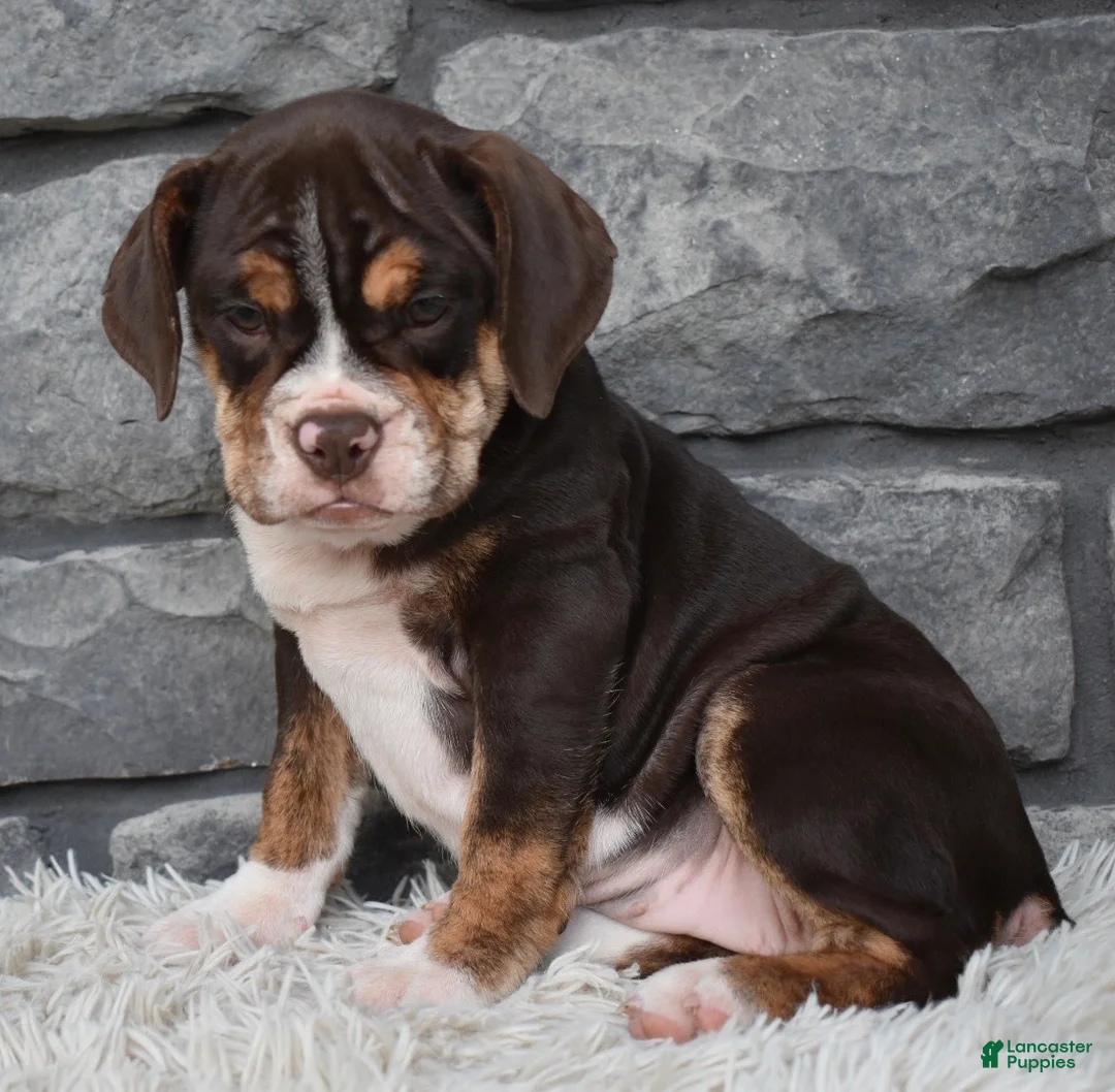 Beabull dogs for sale: Trixie  - Ad 1