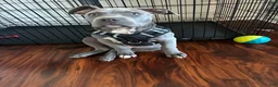American Bully dogs for sale: Milo - Ad 5