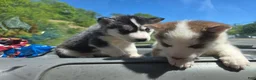 Siberian Husky dogs for sale: Siberian Husky Puppy 2 - Ad 4