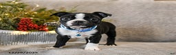 Boston Terrier dogs for sale: Challenger - Ad 2