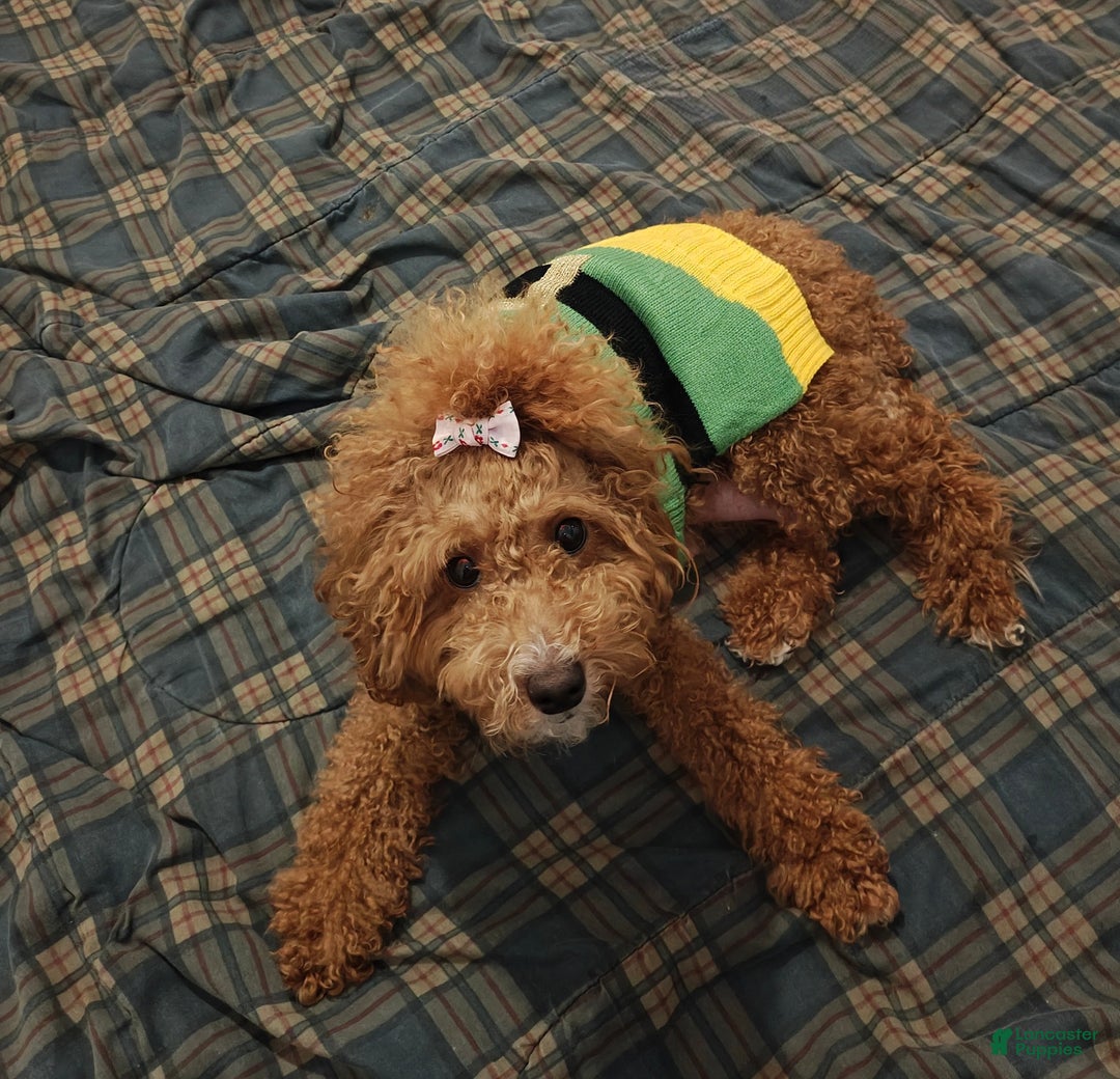 Cavapoo dogs for sale: Chocolate  - Ad 13