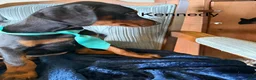 Doberman Pinscher dogs for sale: Doberman Pinscher 8 - Ad 4