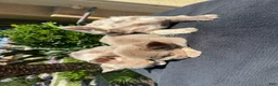 French Bulldog dogs for sale: Cash - Ad 3