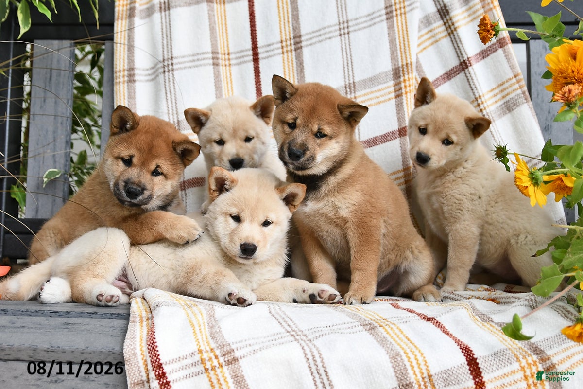 Shiba Inu dogs Brownie - Ad 2