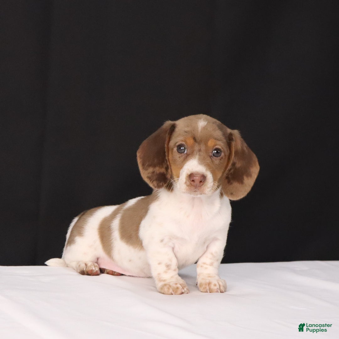 Dachshund dogs for sale: Kenzie - Ad 8