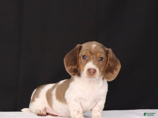 Dachshund dogs Kenzie - Ad 9
